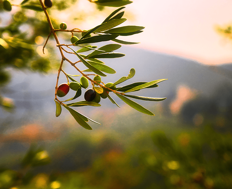 olives taggiasche